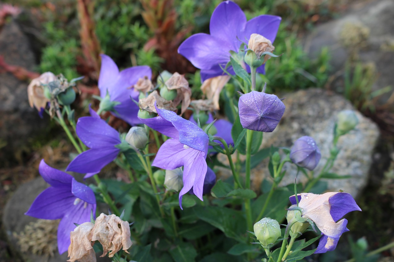 blue flower flora nature free photo