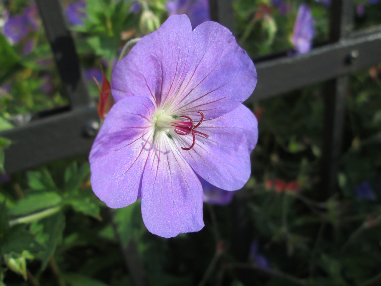 blue flower garden blue free photo