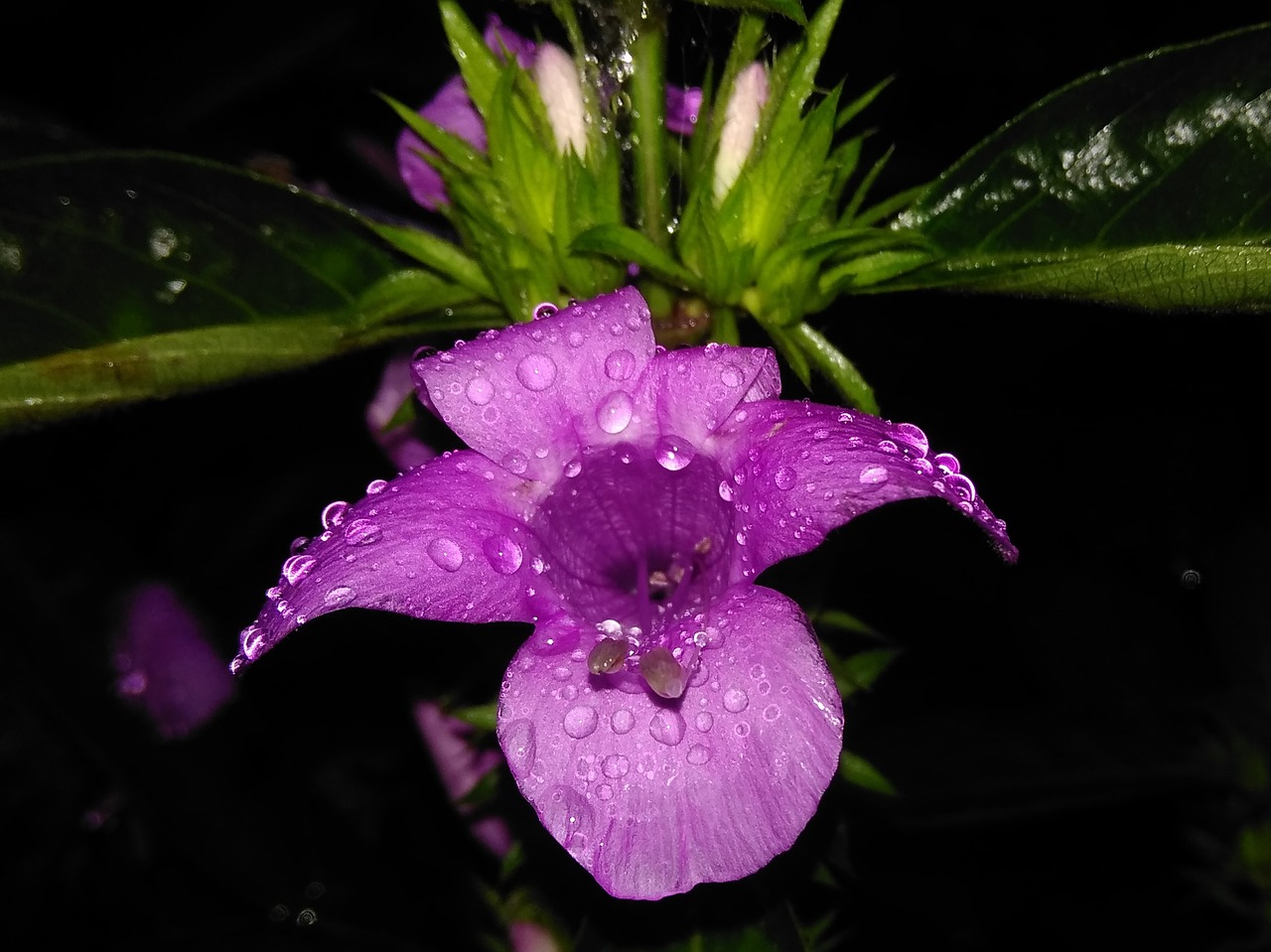 blue flower flower water drop free photo