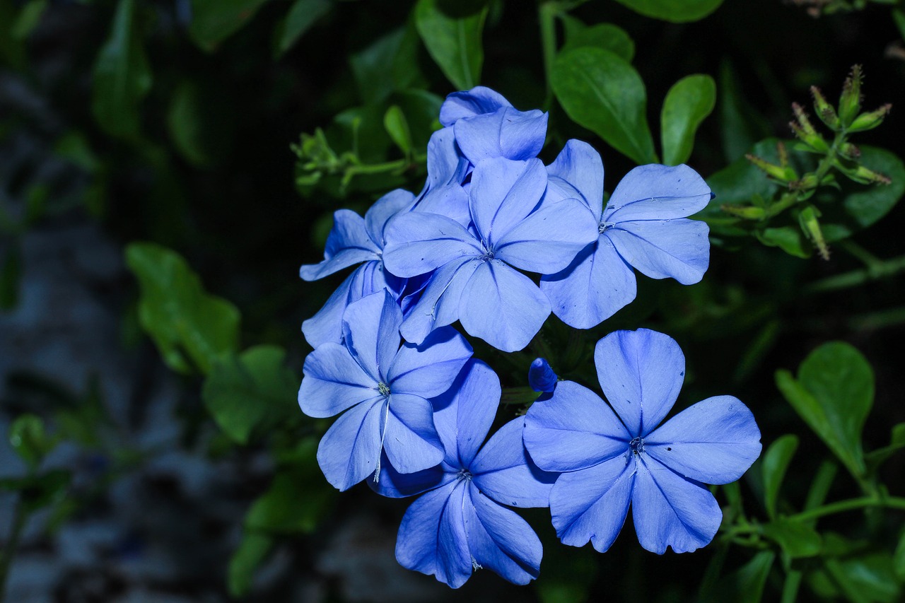 blue flower nature garden free photo