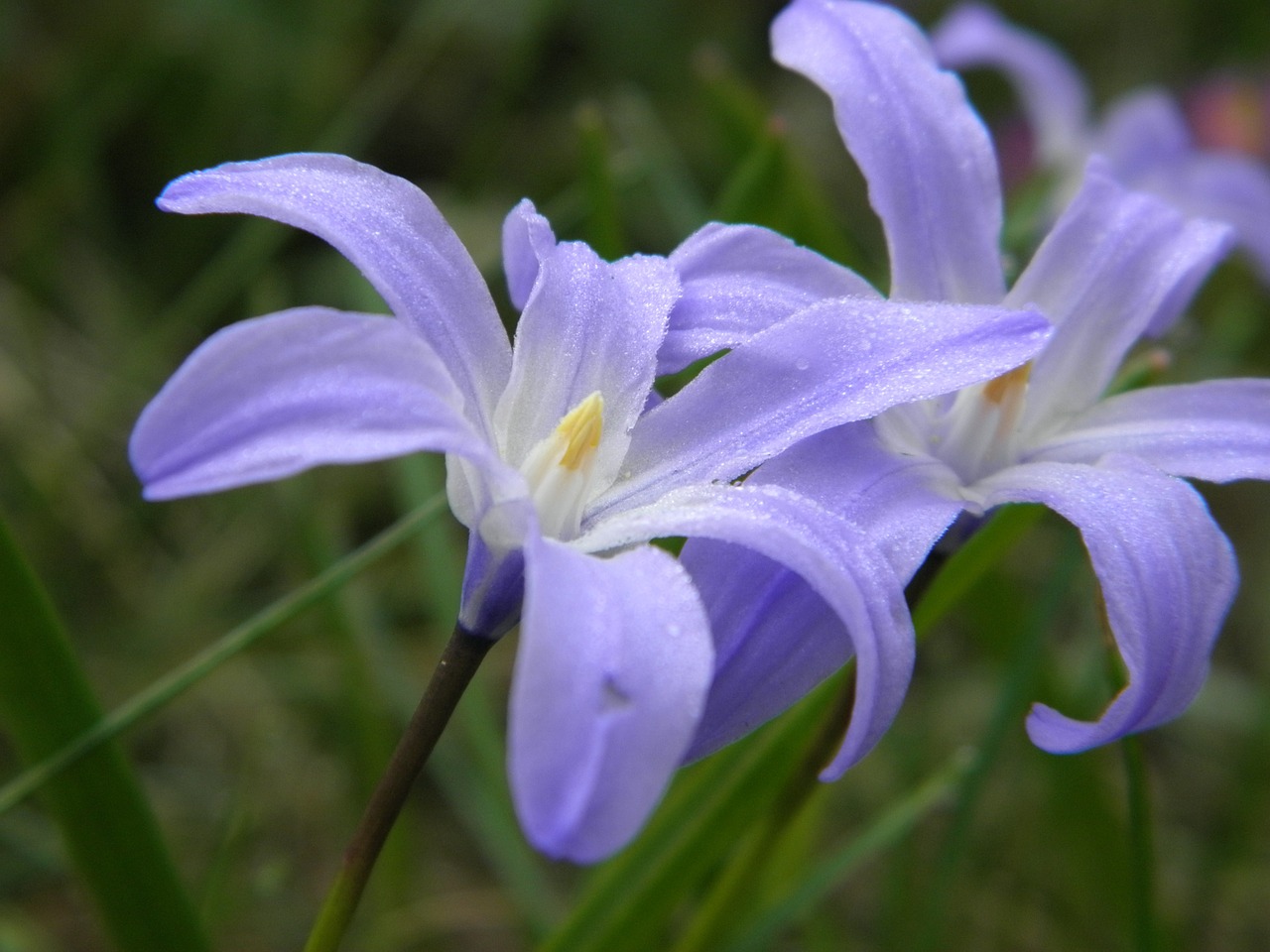 blue flower flower plant free photo