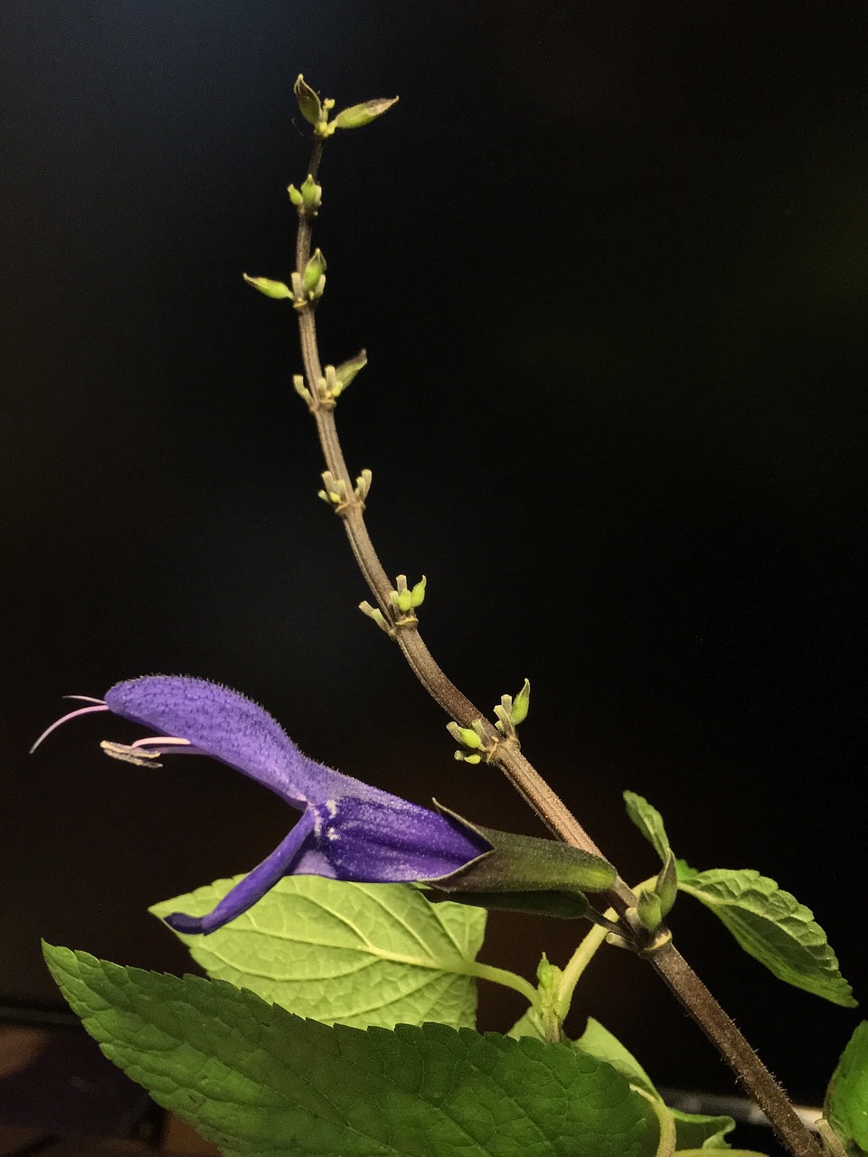 blue flower  leaves  flower free photo