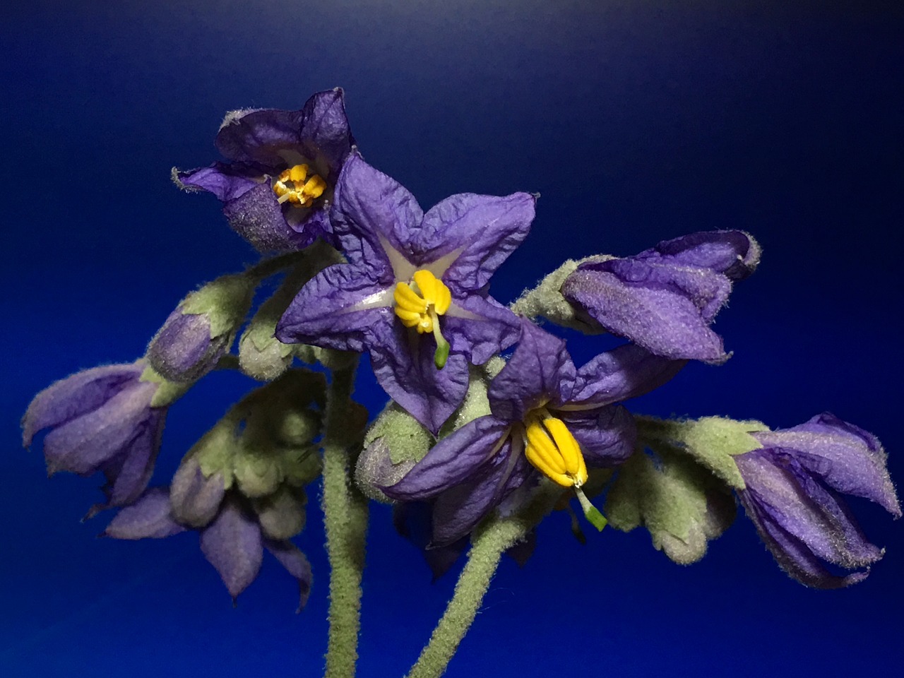 blue flower  pistils  flower free photo
