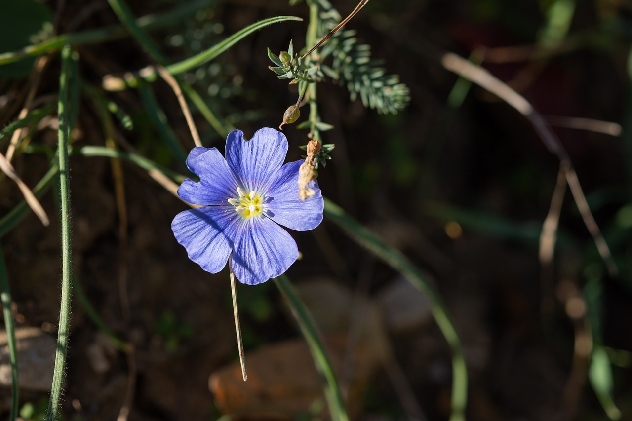 blue flower  buttercup  lilac free photo