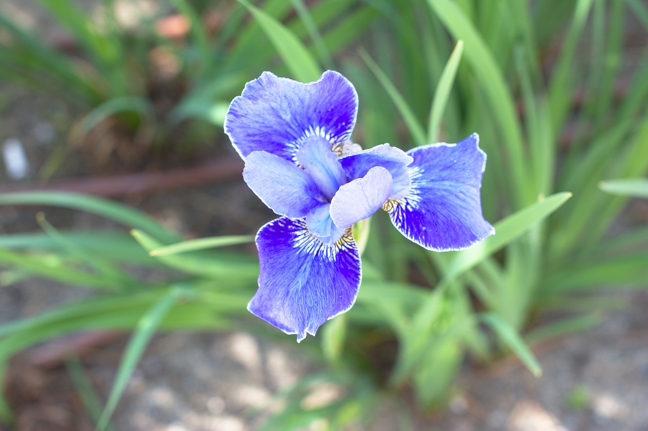 blue flower  oslo  garden free photo