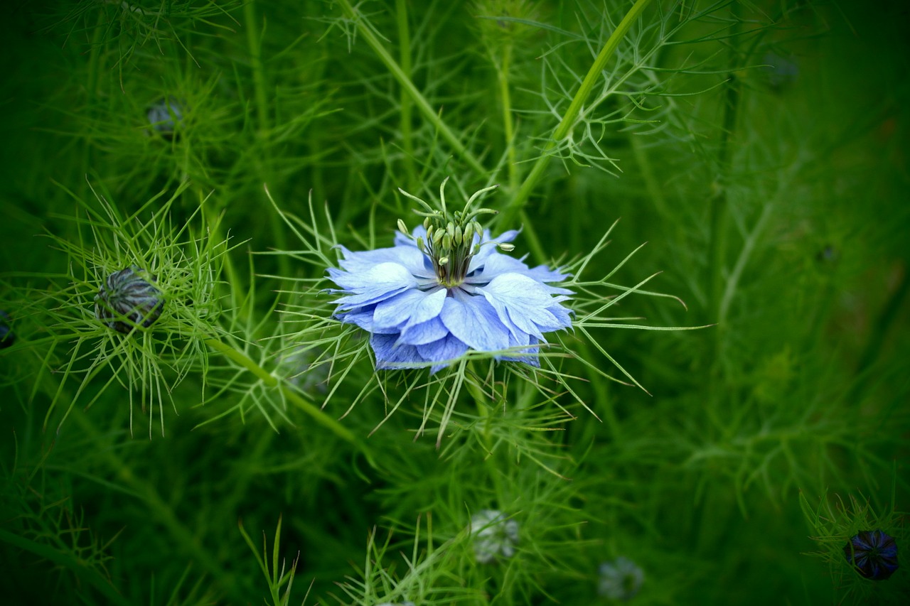 blue flower nature macro free photo