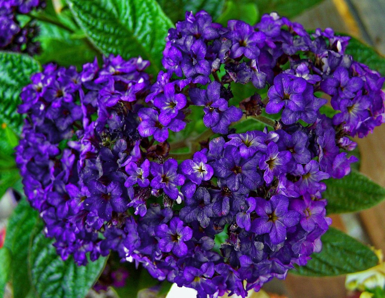 blue flower flower garden spring free photo