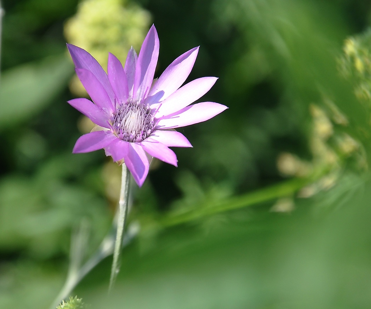 blue flower meadow summer free photo