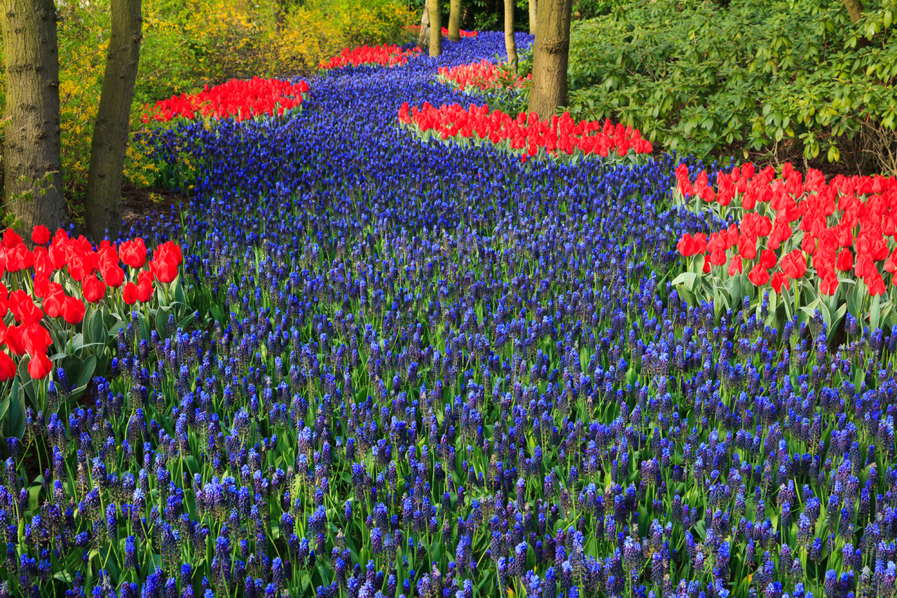 tulip beautiful bloom free photo