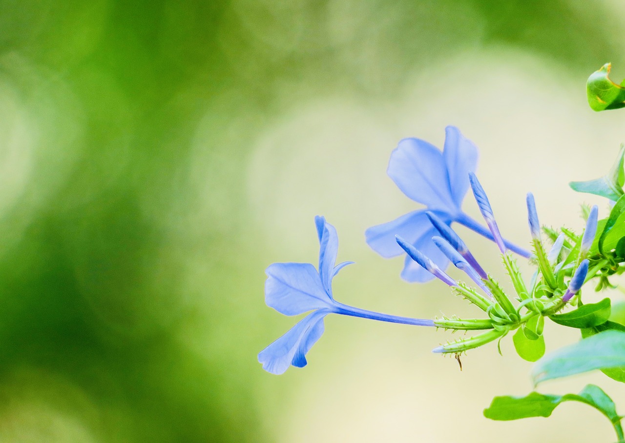 blue flower dan  flower  plant free photo