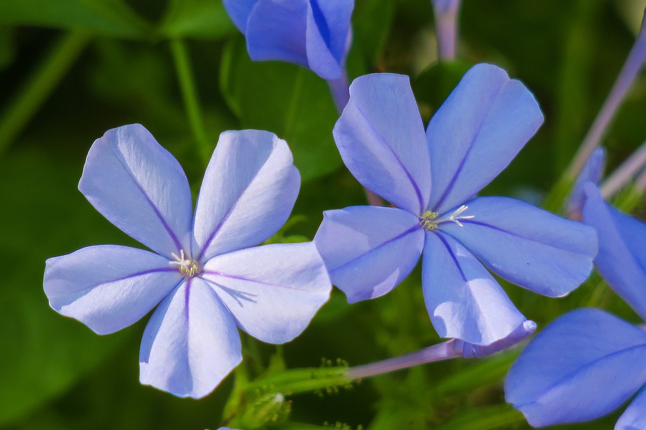 blue flower dan  flower  plant free photo