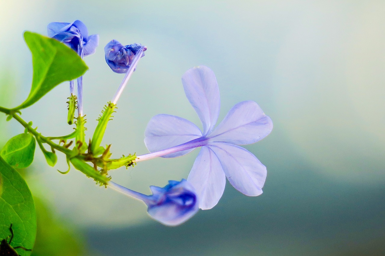 blue flower dan  flower  plant free photo