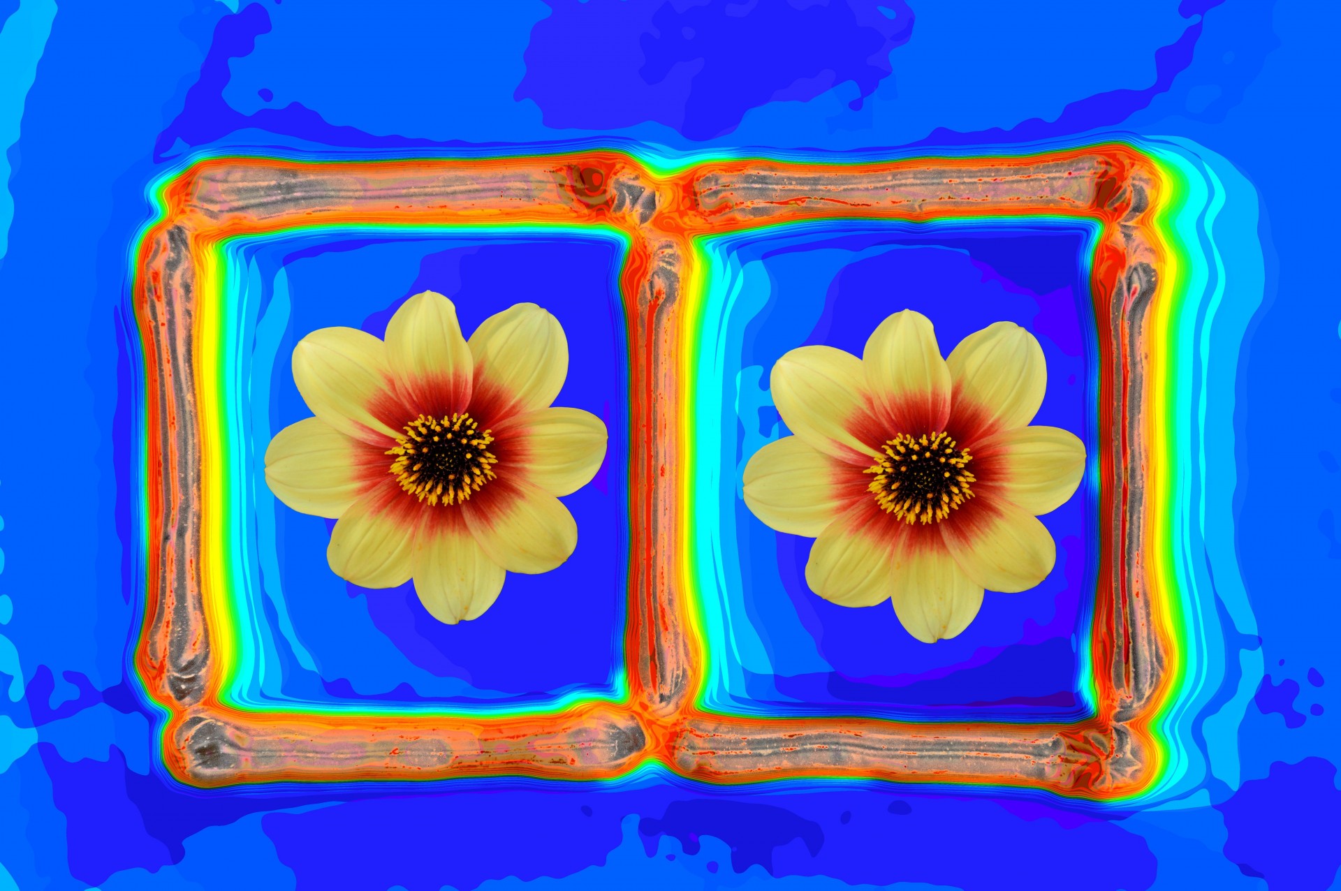 flowers photo frame yellow free photo