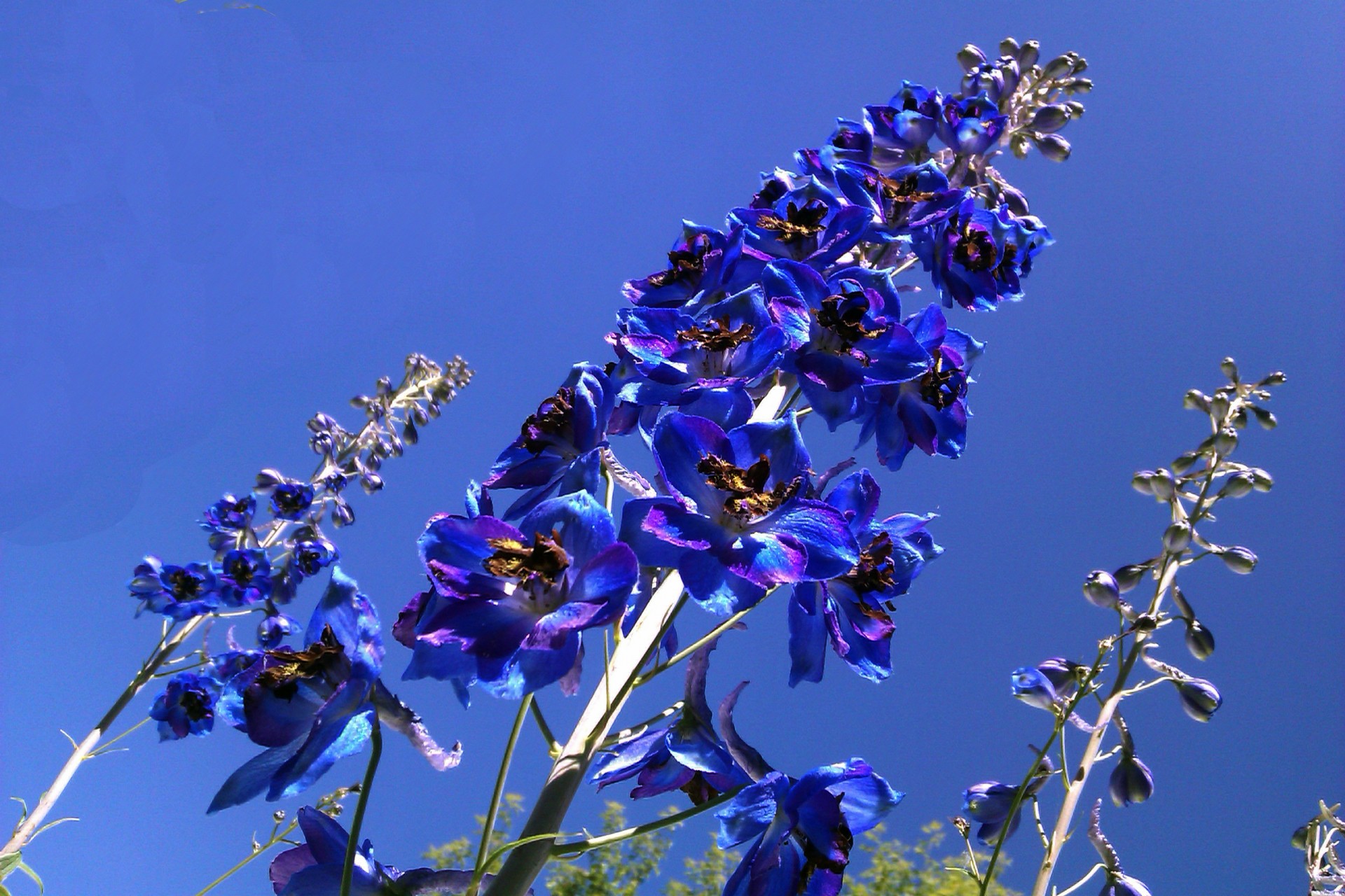 blue tall flowers blue flowers petals free photo