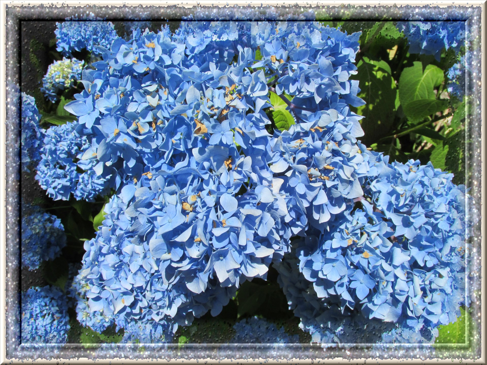 blue green flowers free photo
