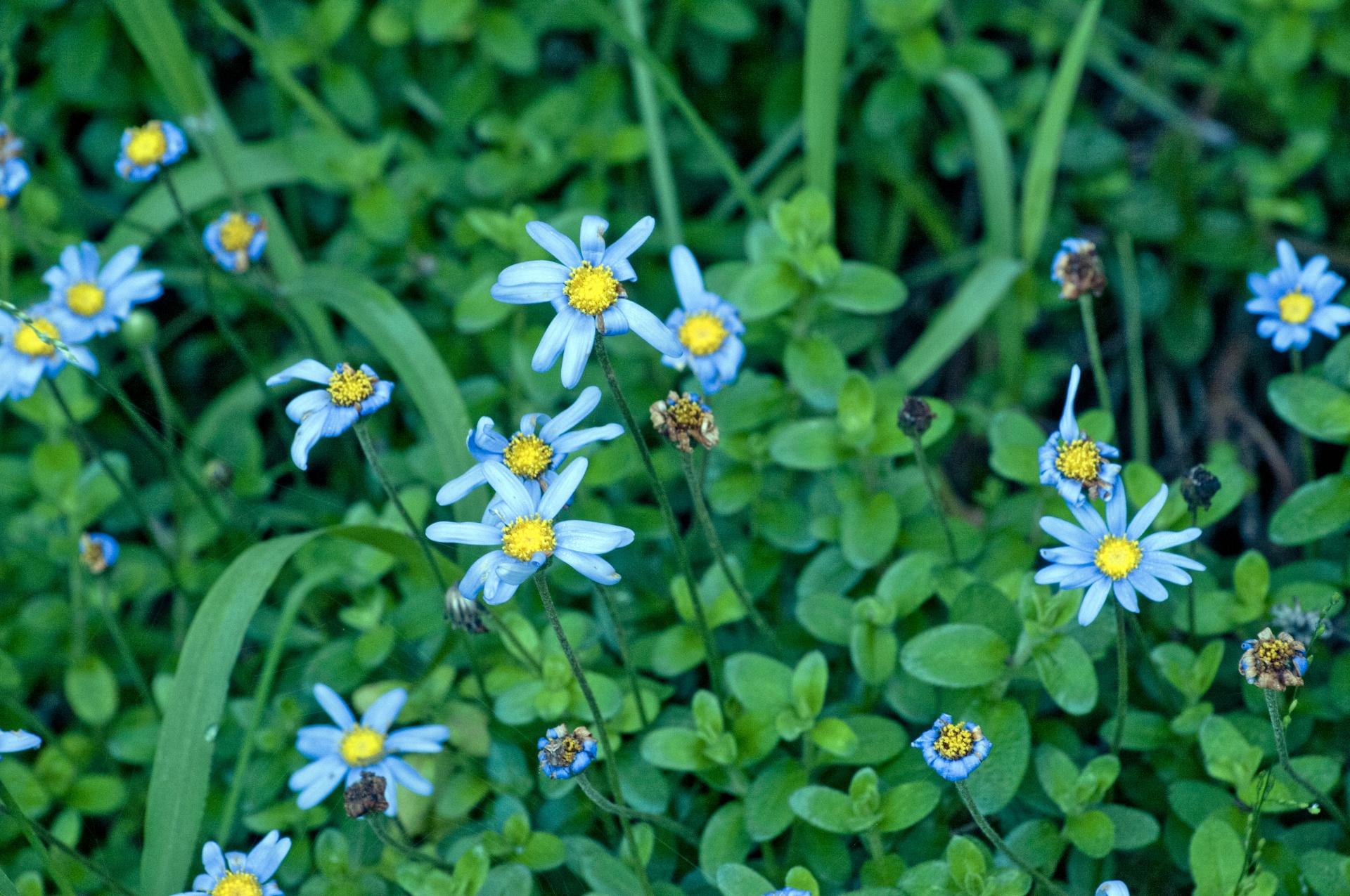 flower flowers blue free photo