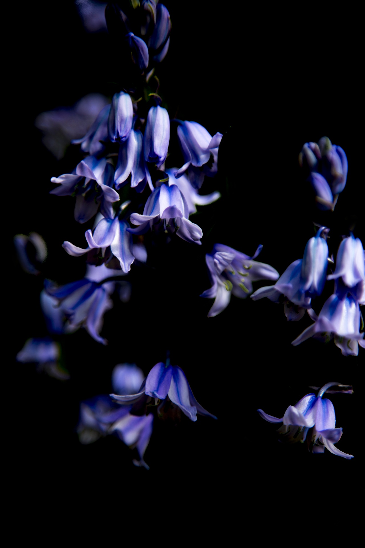 blue spring squill free photo