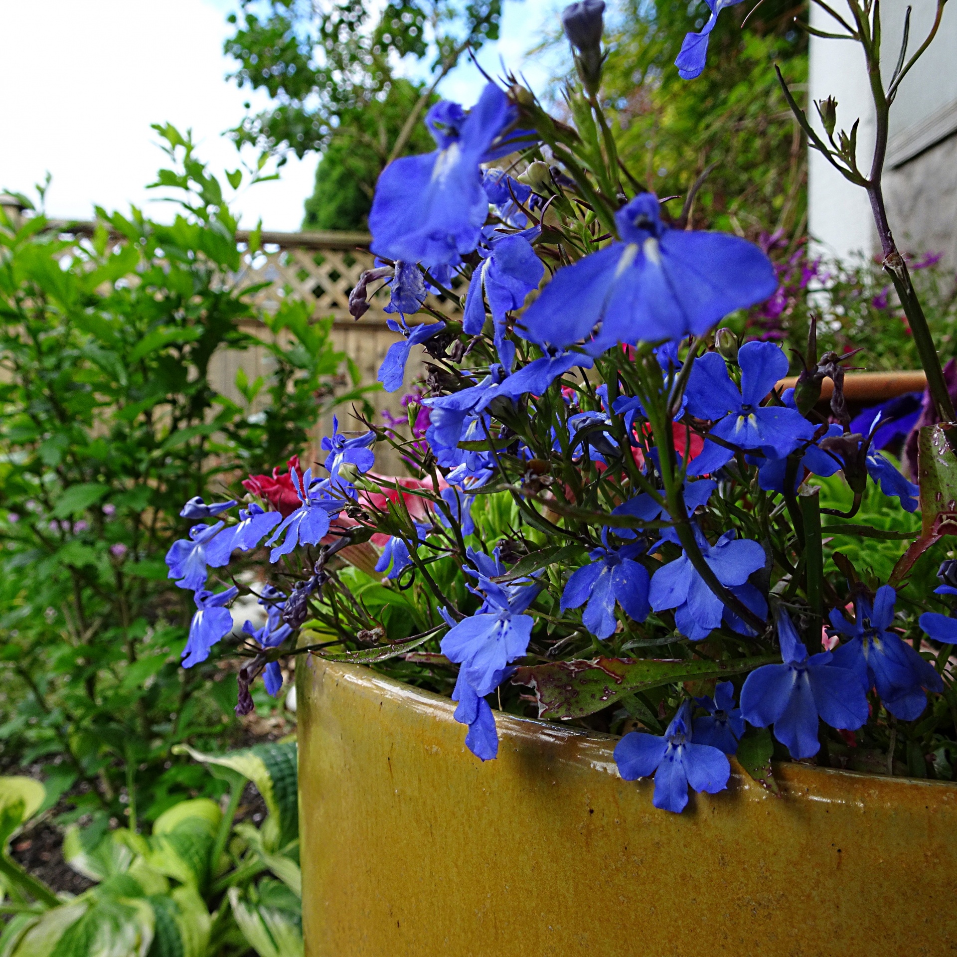 blue flowers fence free photo