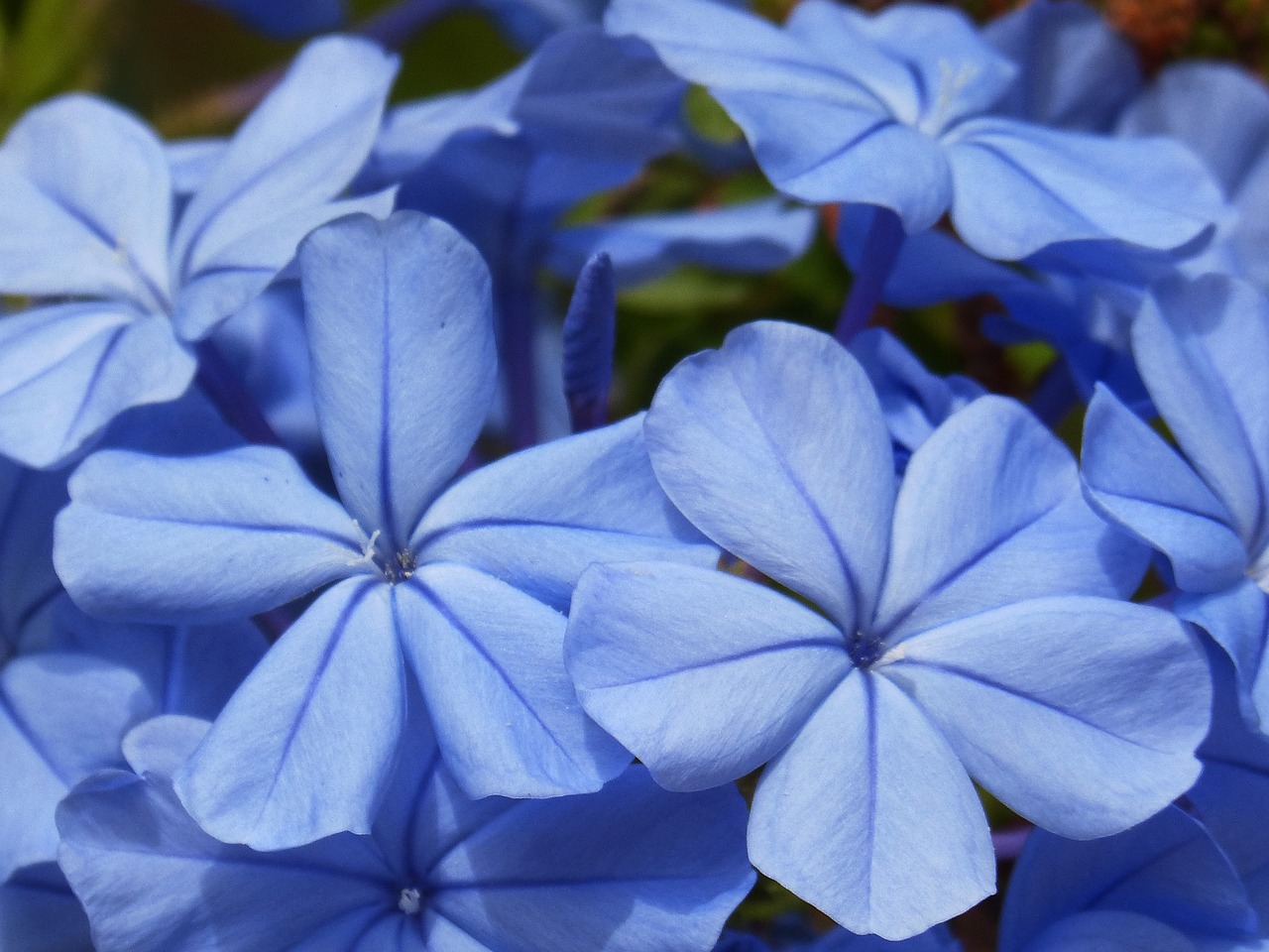 blue flowers flower background free photo