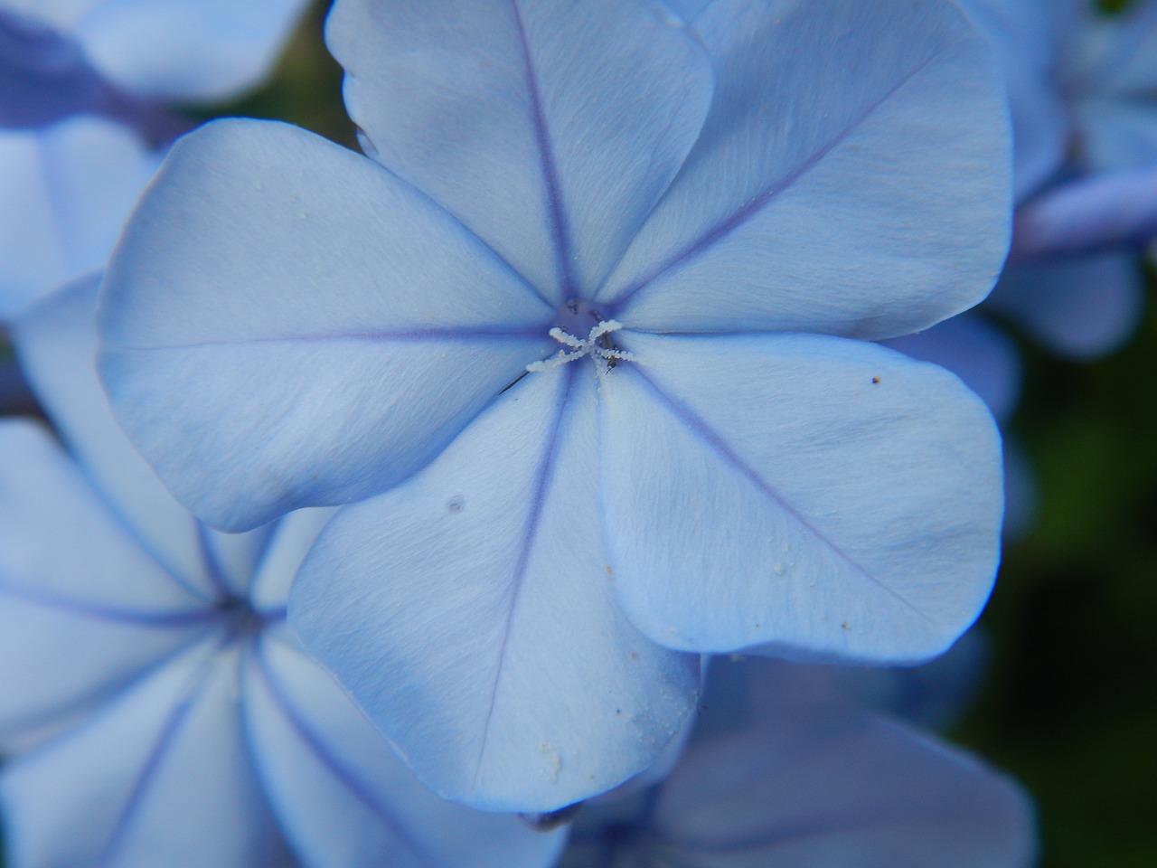 blue flowers macro blossom free photo