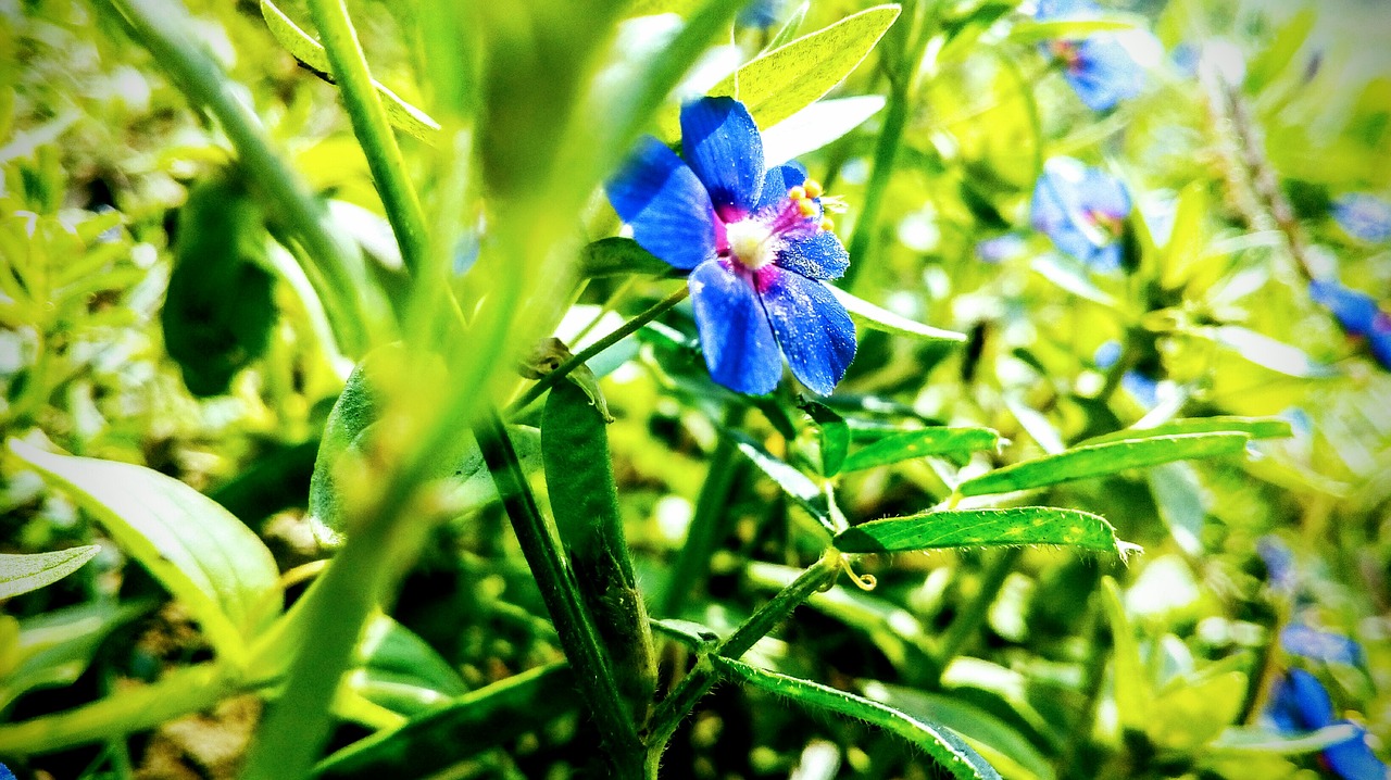 blue flowers green nature free photo