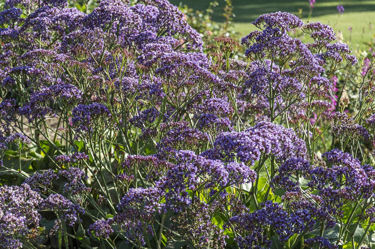 blue flowers flowers garden free photo