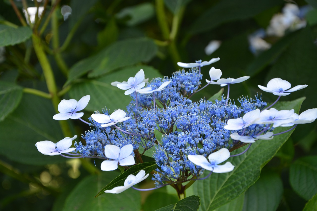 blue flowers garden massif free photo
