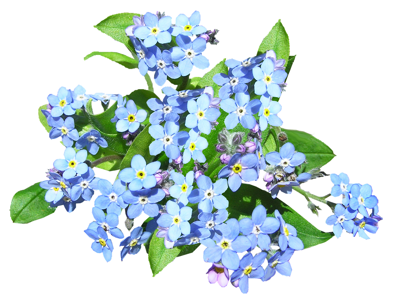 blue flowers forget me not plant free photo