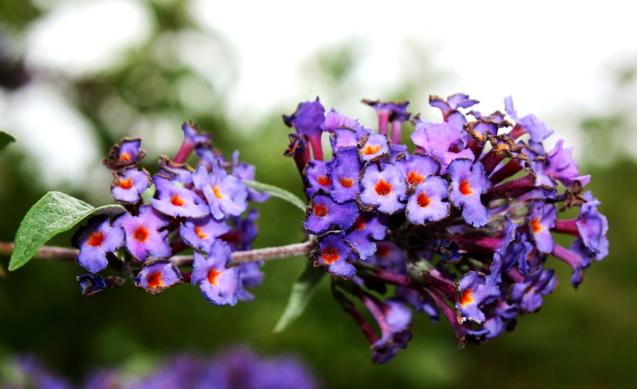 blue flowers garden flowering free photo