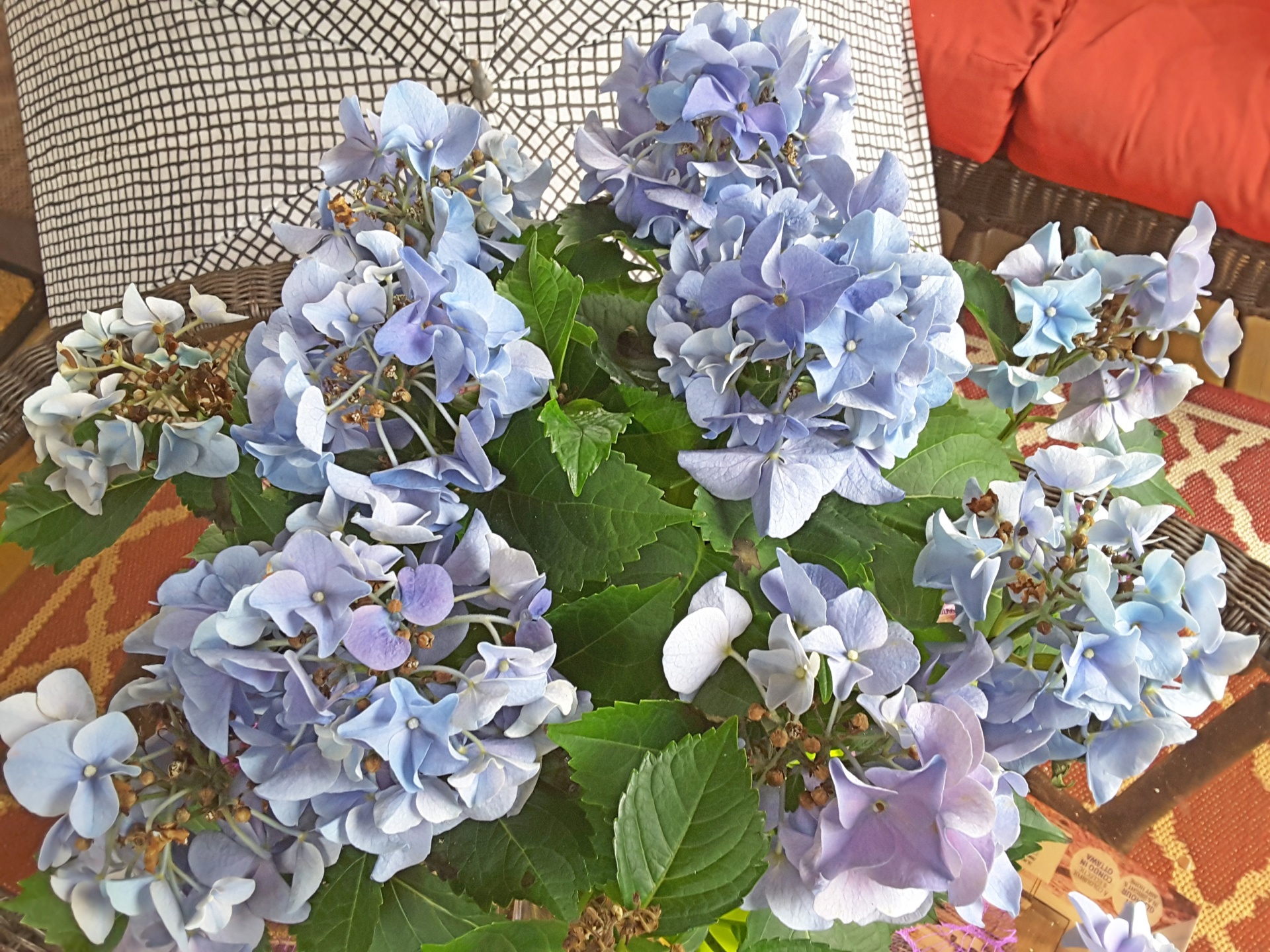 beautiful blue flowers free photo
