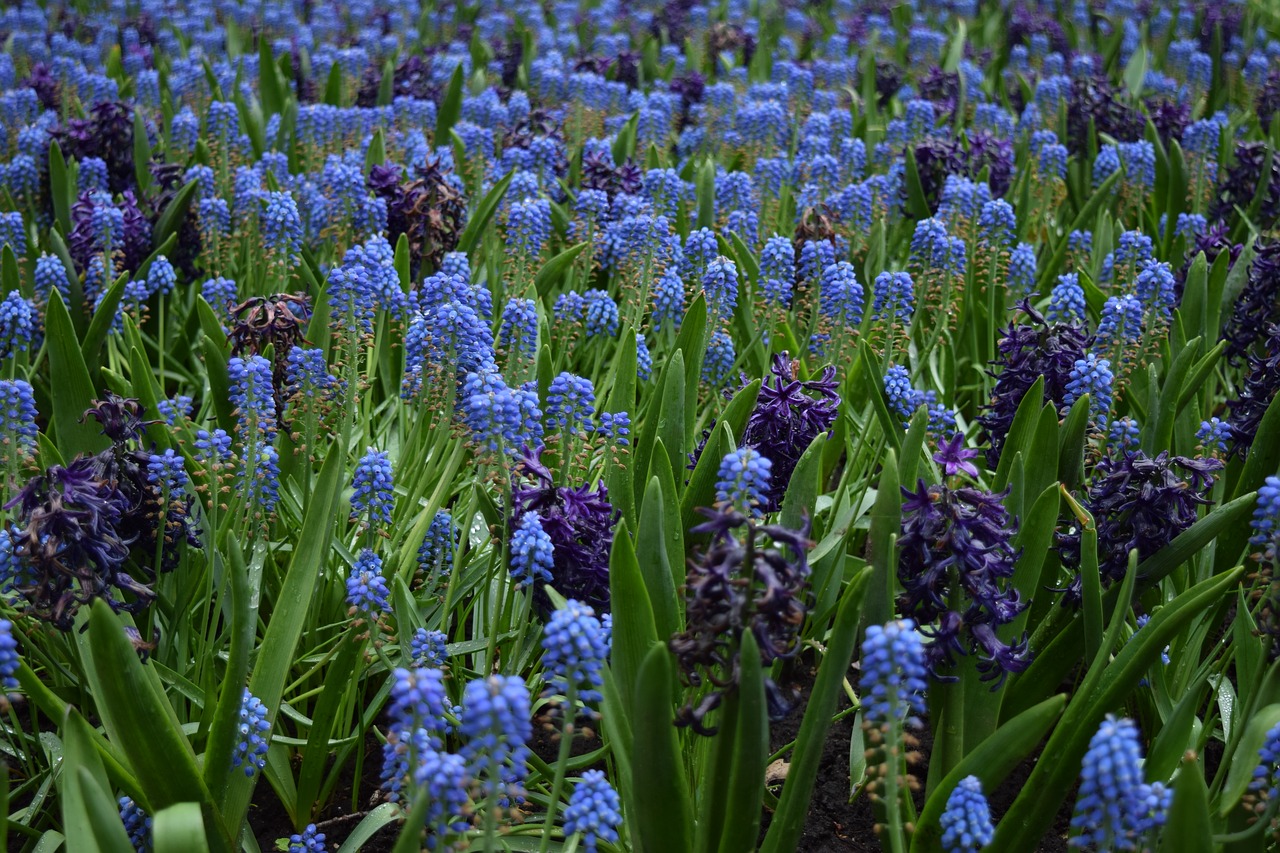 blue flowers flower field blue free photo