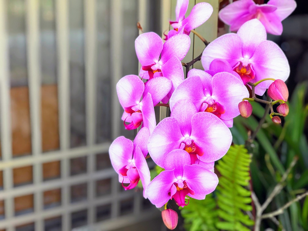 blue flowers  nature  plant free photo