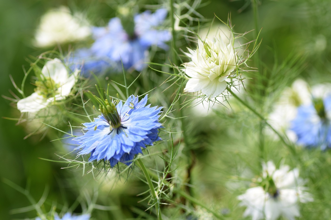 blue flowers  garden  summer free photo