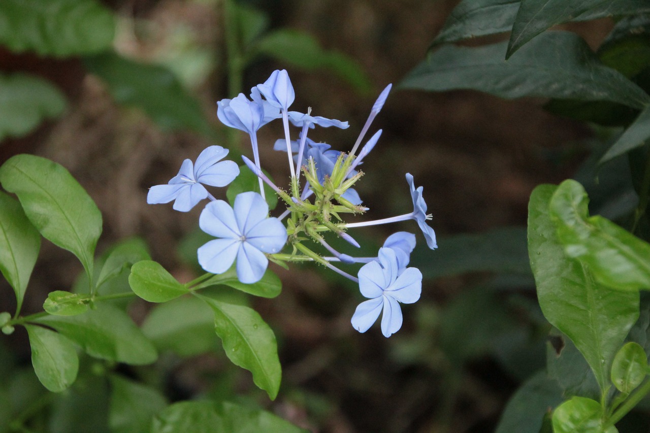 blue flowers  flowers  petals blue free photo