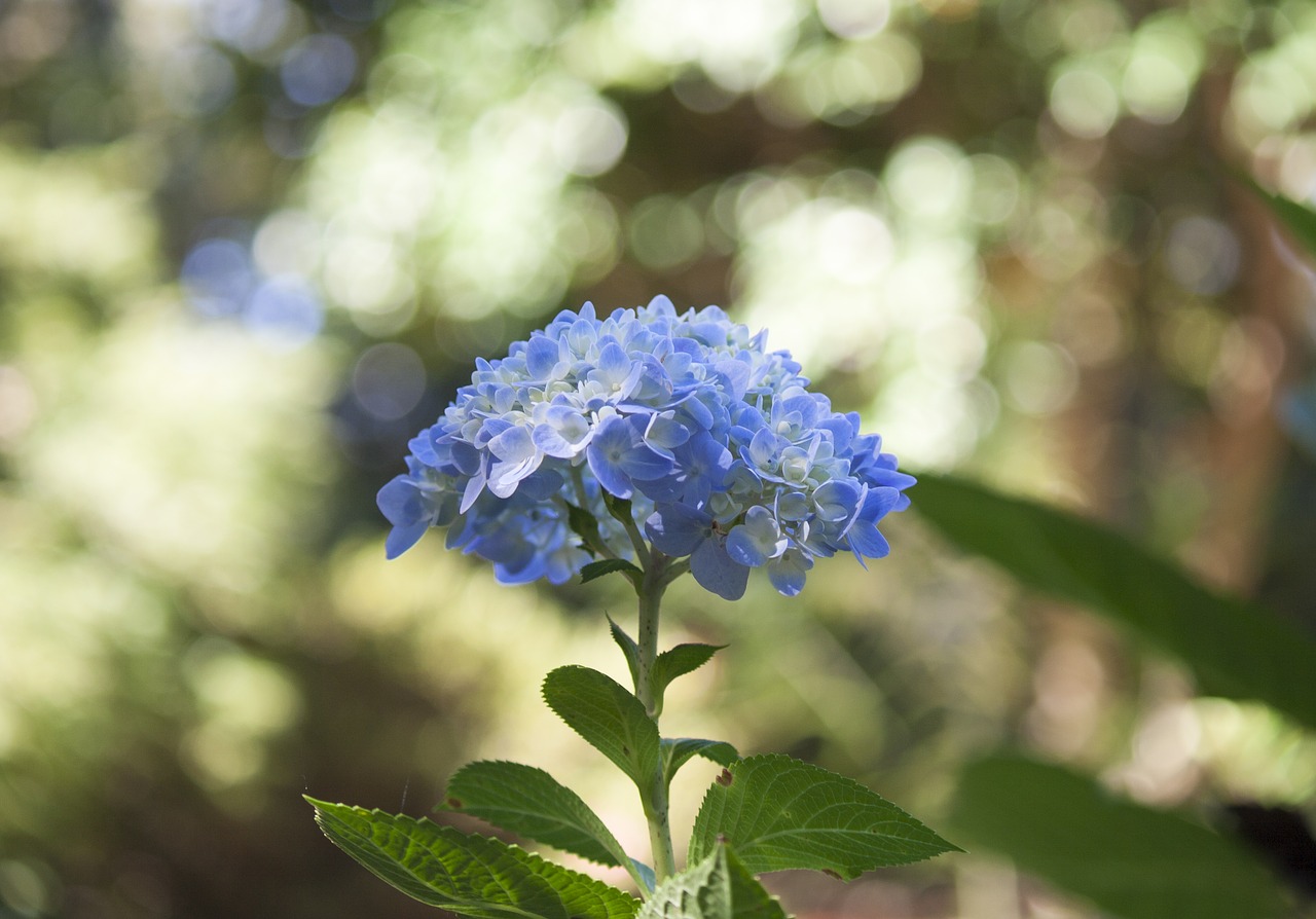 blue flowers  nature  garden free photo