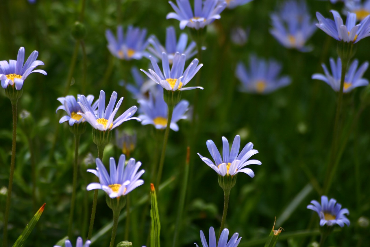 blue flowers  garden  spring free photo