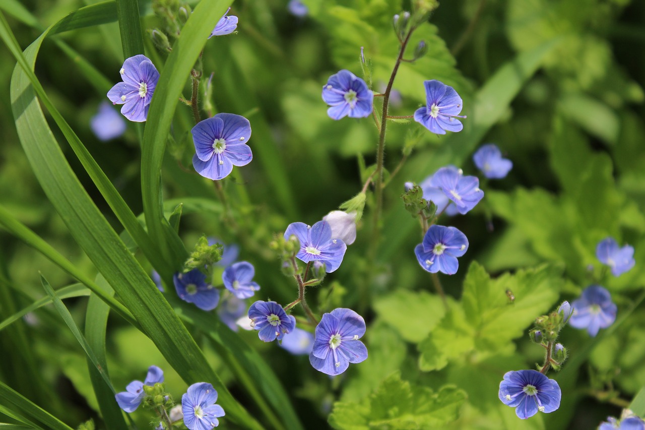 blue flowers  veronica dubravnaya  nature free photo