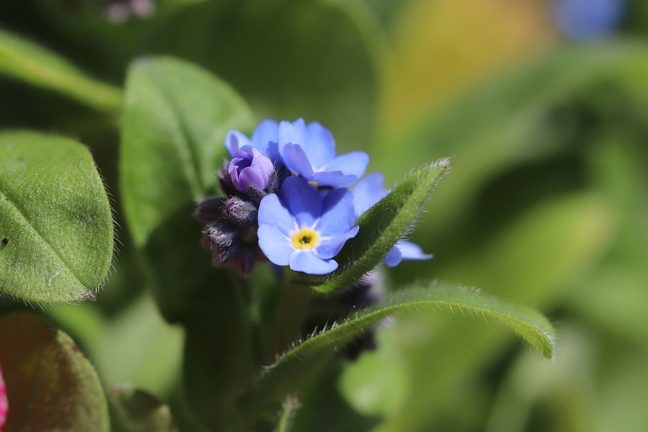 blue flowers  spring  nature free photo