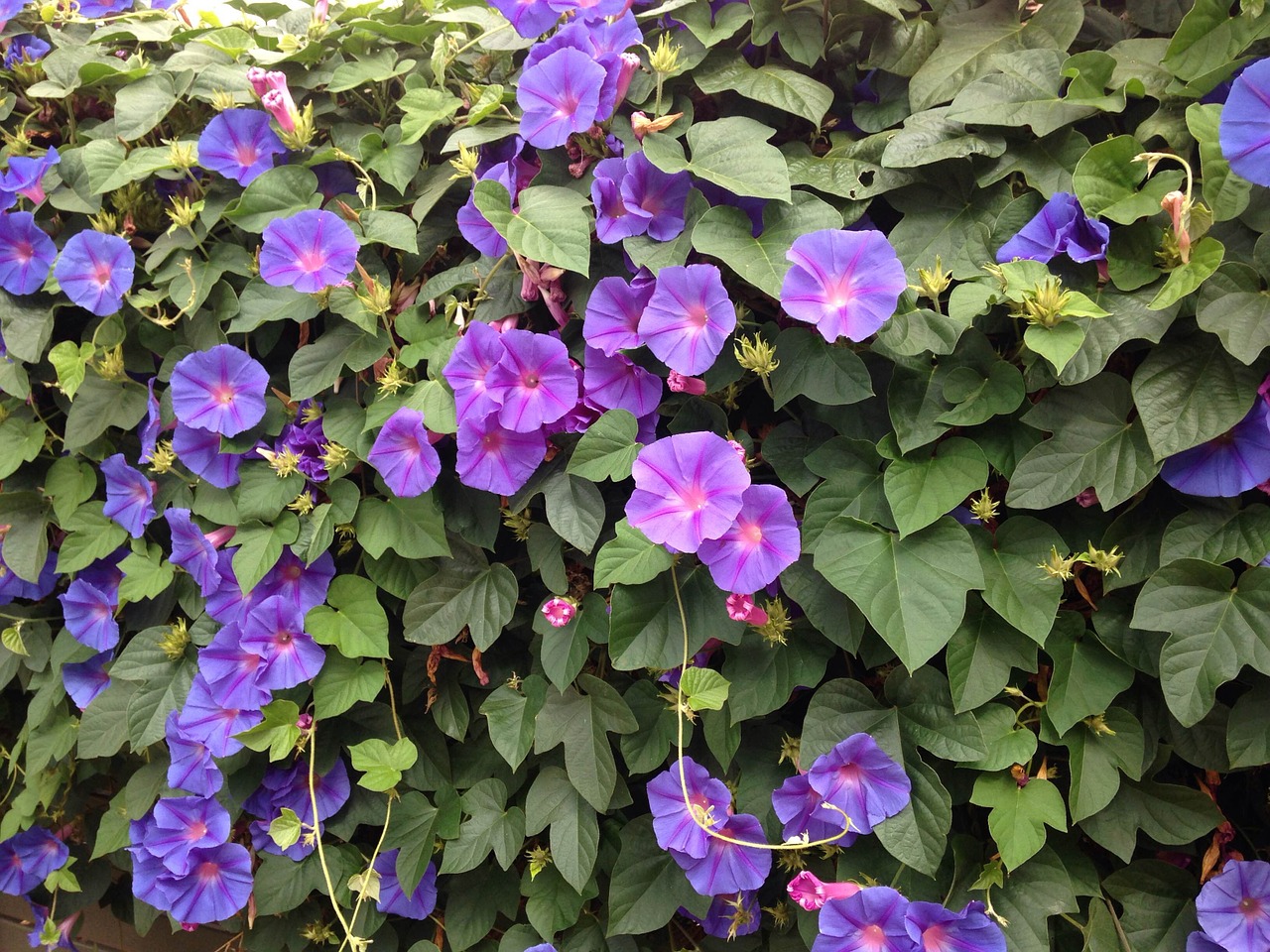 blue flowers morning glory creeper free photo