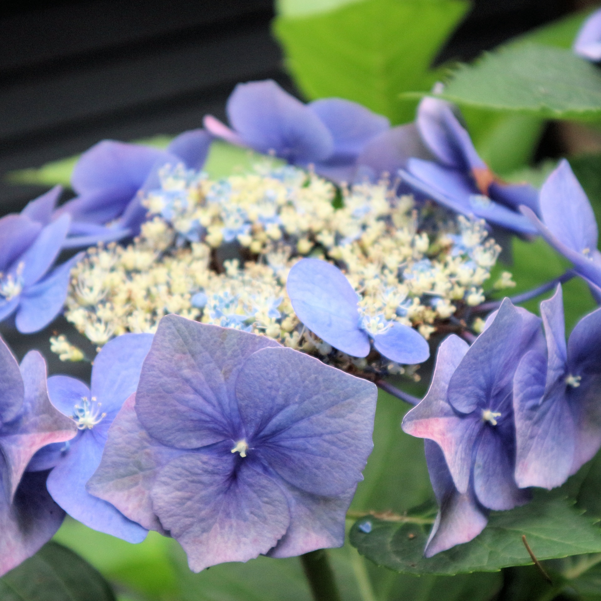 blue flowers backyard free photo