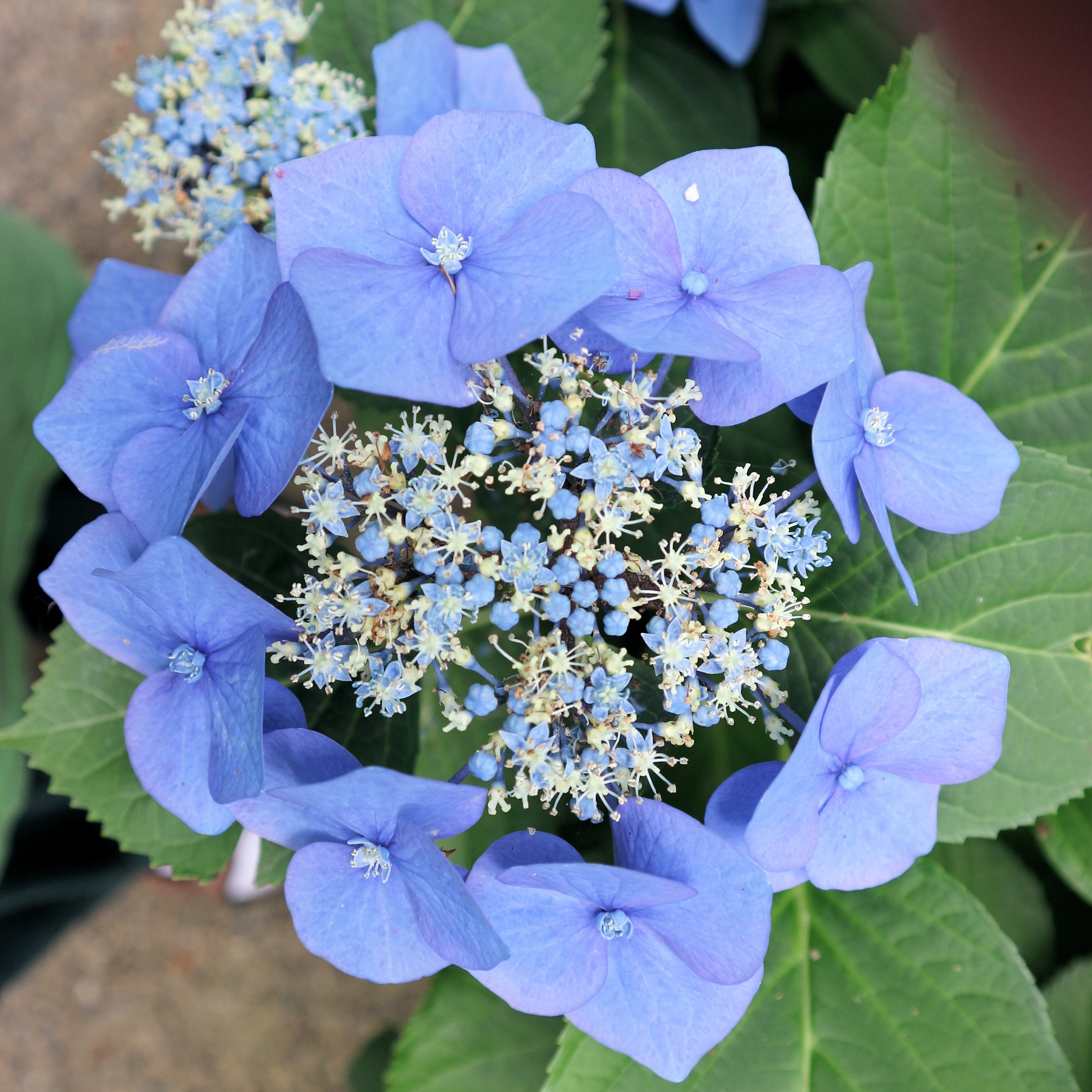 blue flowers backyard free photo