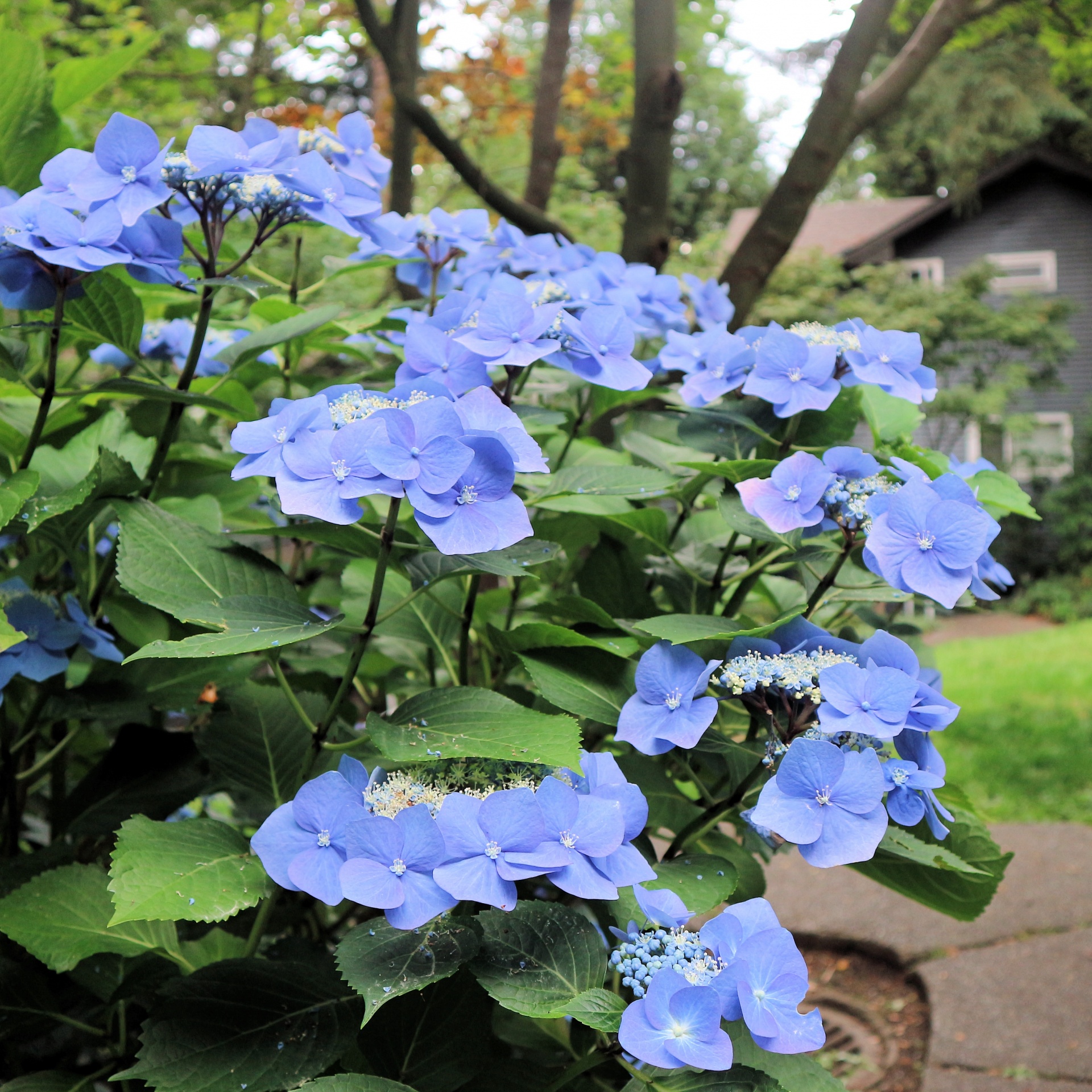 blue flowers backyard free photo