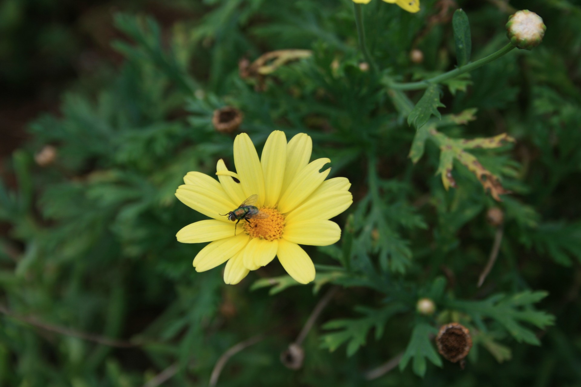 daisy yellow fly free photo