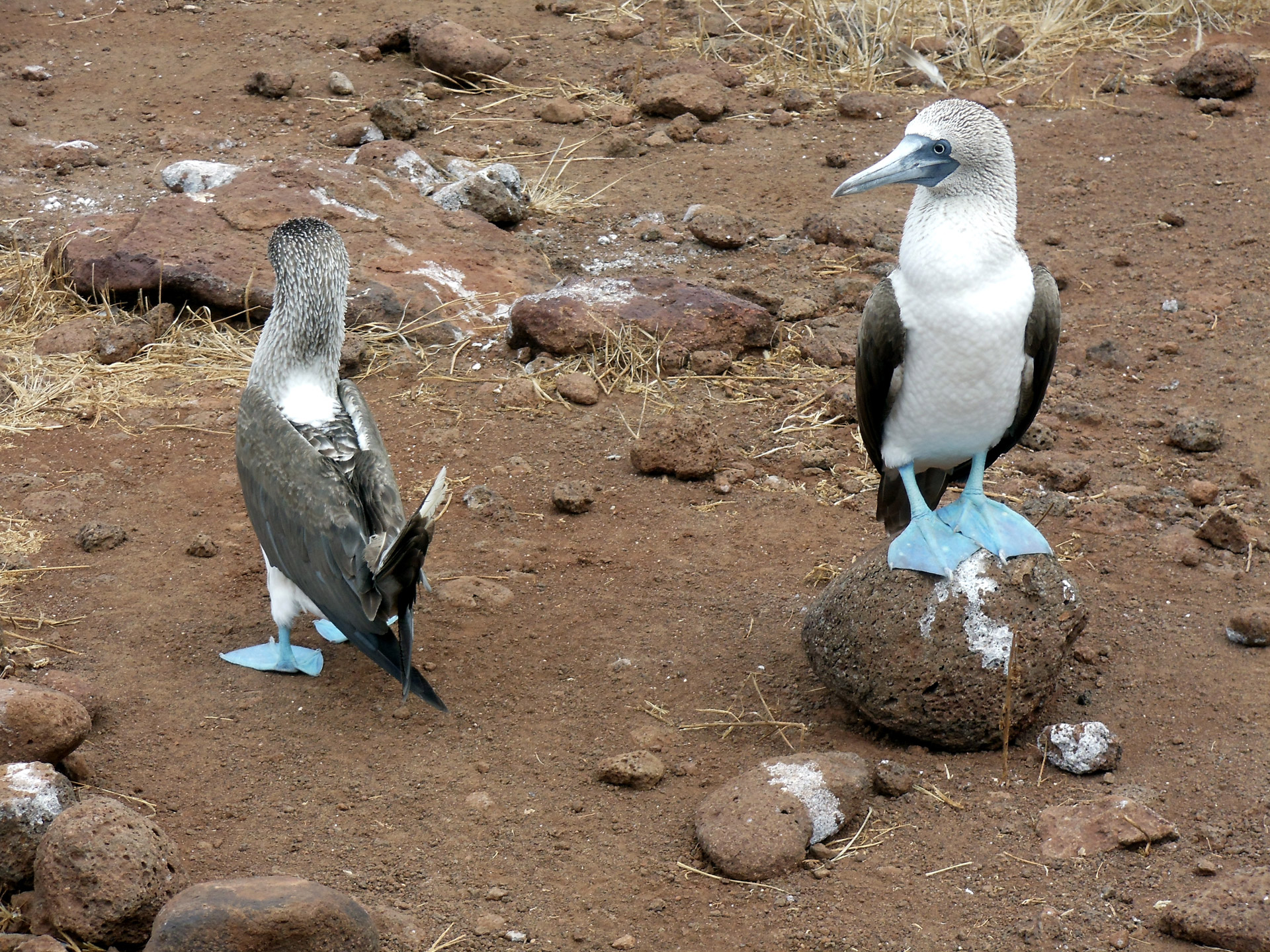 birds bird blue free photo