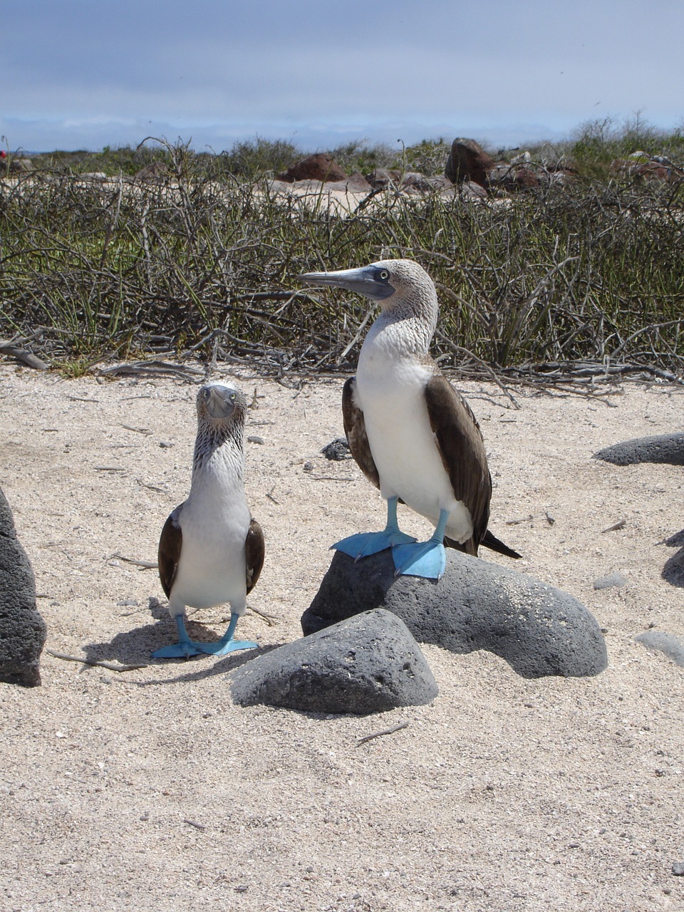 blue footed booby galapagos wildlife free photo