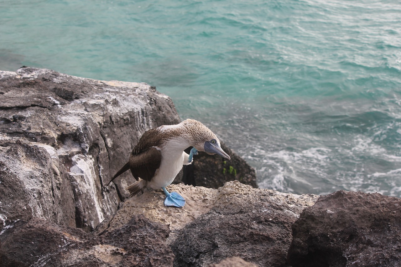 blue-footed booby sula nebouxii blue feet free photo