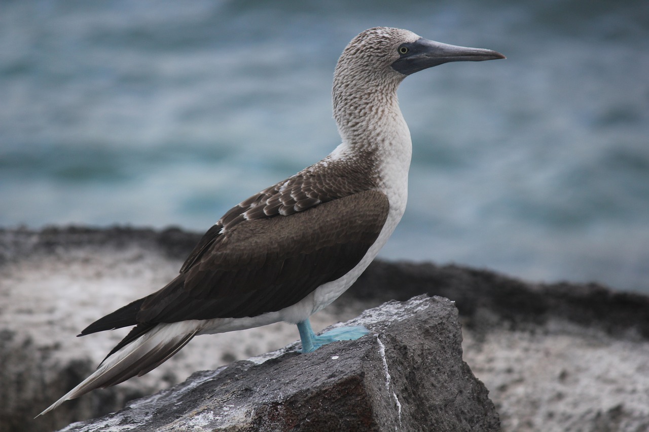 blue-footed booby galapagos sula nebouxii free photo