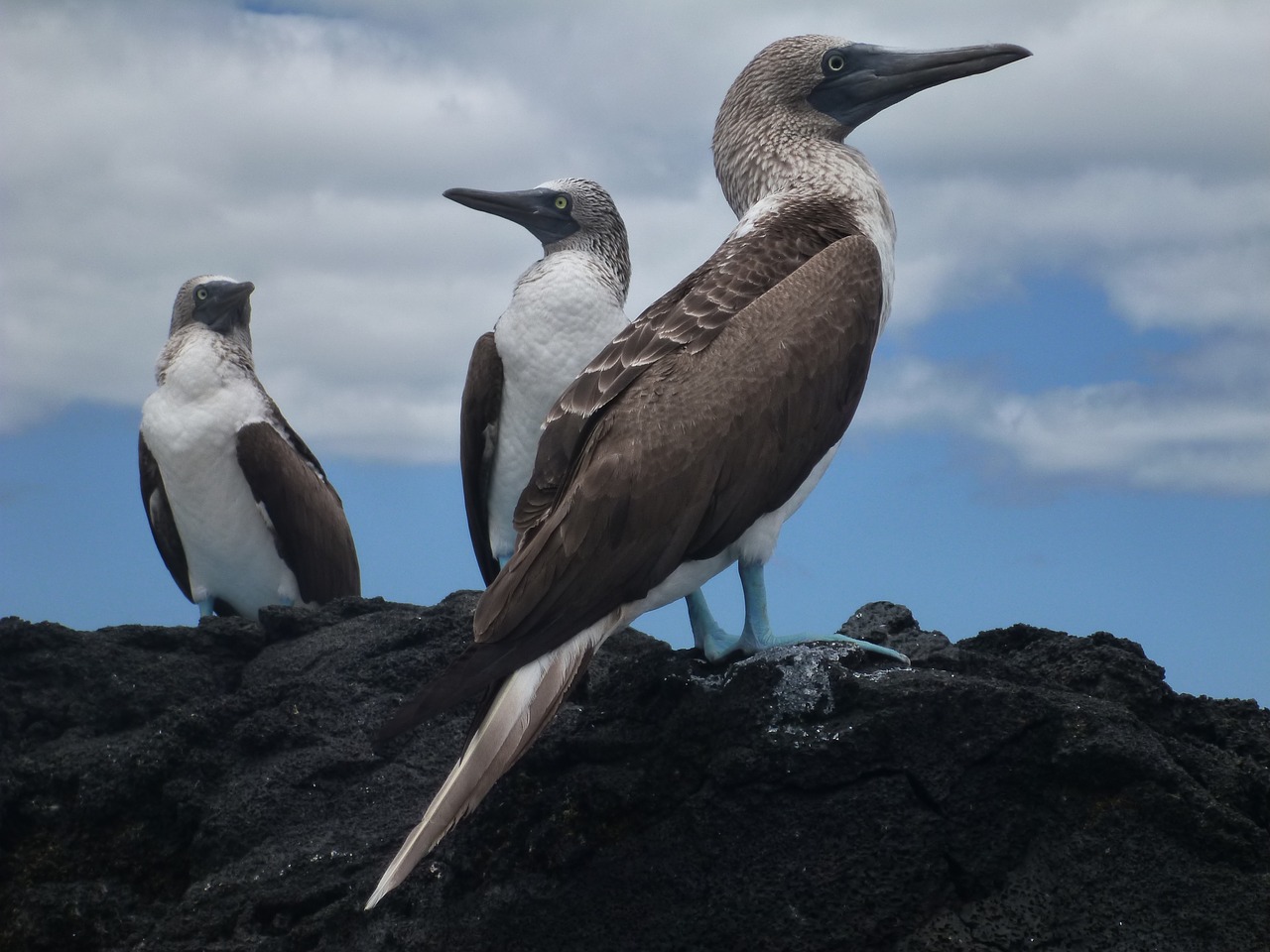 blue-footed booby galapagos sula nebouxil free photo