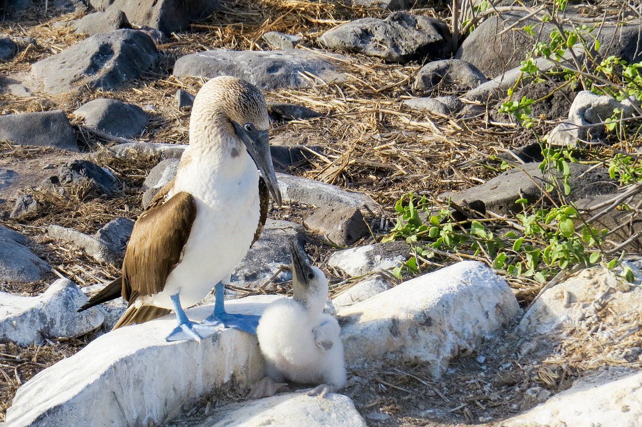 blue-footed booby booby bird free photo