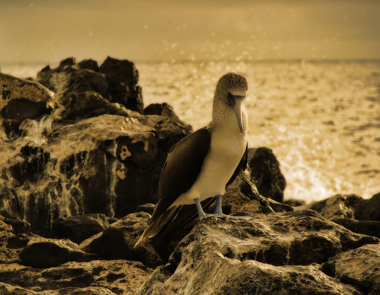 blue footed booby bird animal free photo